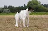 BARZOI 020